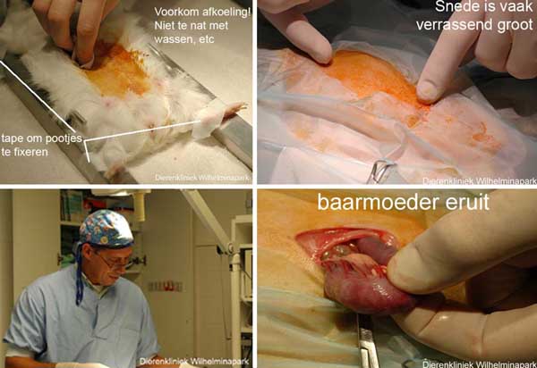 Sterilisatie cavia: huid wassen, ontsmetten en desinfecteren, brilletje op en opereren maar.